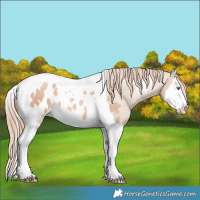Horse Color:Gold Champagne Dun Splash Tobiano Appaloosa 