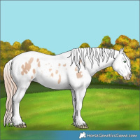 Horse Color:Gold Champagne Dun Splash Tobiano Blanket 