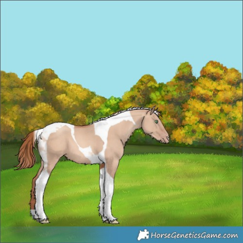 Horse Color:Gold Champagne Dun Tobiano 