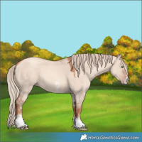 Horse Color:Gold Champagne Dun Sabino