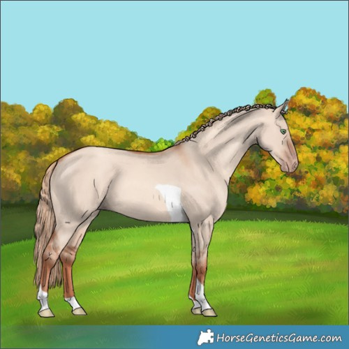 Horse Color:Gold Champagne Dun Tobiano 