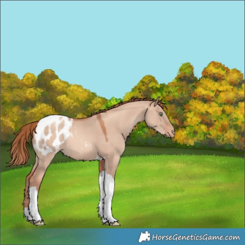 Horse Color:Gold Champagne Dun Tobiano Appaloosa 