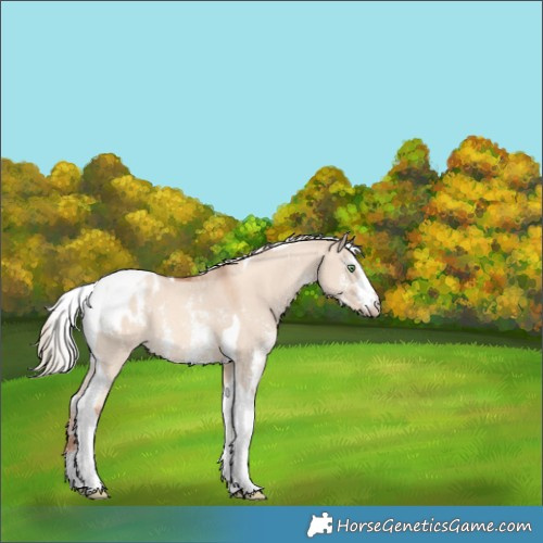 Horse Color:Gold Champagne Dun Sabino Tobiano Appaloosa 
