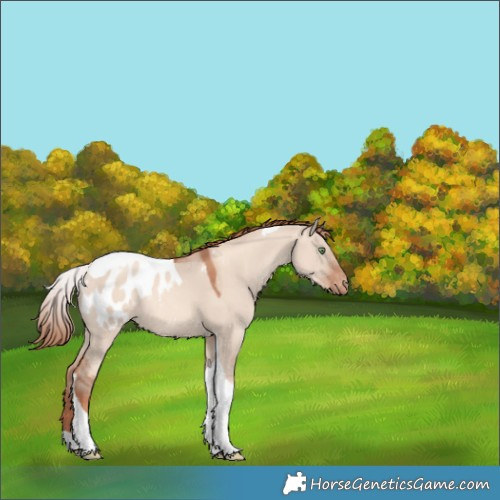 Horse Color:Gold Champagne Dun Tobiano Appaloosa 