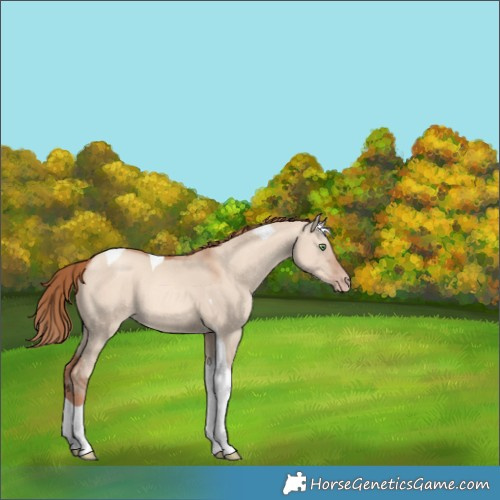 Horse Color:Gold Champagne Dun Tobiano 
