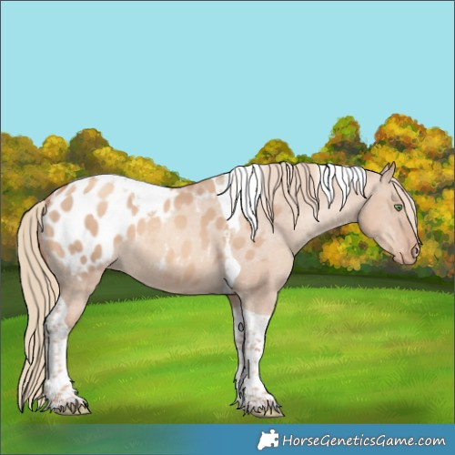 Horse Color:Gold Champagne Dun Tobiano Appaloosa 