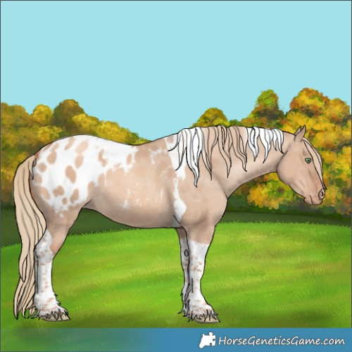 Horse Color:Gold Champagne Dun Tobiano Appaloosa 