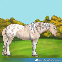 Horse Color:Gold Champagne Dun Tobiano Appaloosa 
