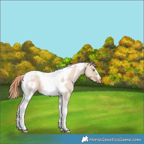 Horse Color:Gold Champagne Dun Tobiano Frame Appaloosa 