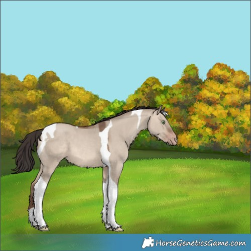 Horse Color:Sable Champagne Dun Tobiano 