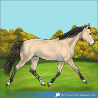 Horse Color:Buckskin 