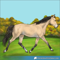 Horse Color:Buckskin