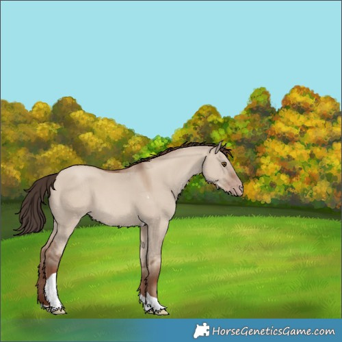 Horse Color:Classic Champagne Dun Tobiano 