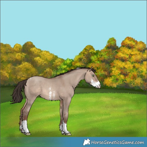 Horse Color:Sable Champagne Dun Sabino Tobiano 