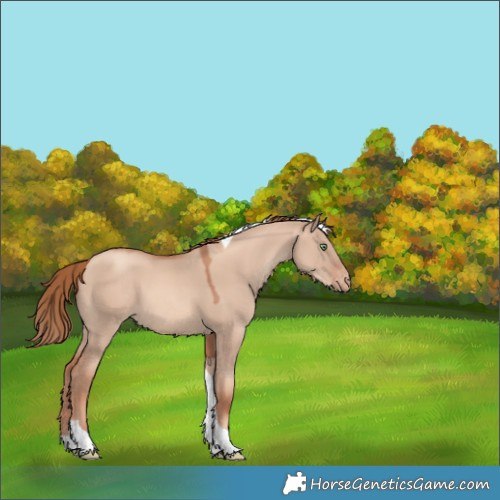Horse Color:Gold Champagne Dun Tobiano Appaloosa 