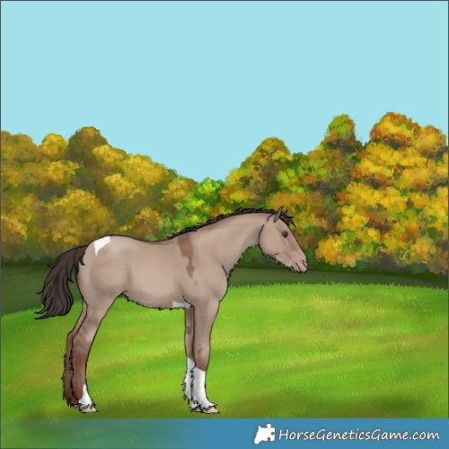 Horse Color:Classic Champagne Dun Tobiano 