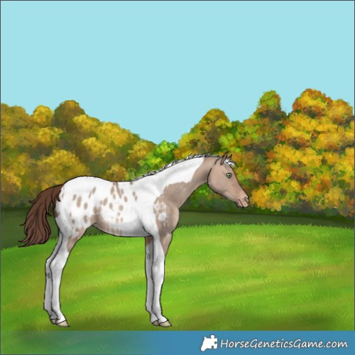 Horse Color:Sable Champagne Dun Tobiano Appaloosa 