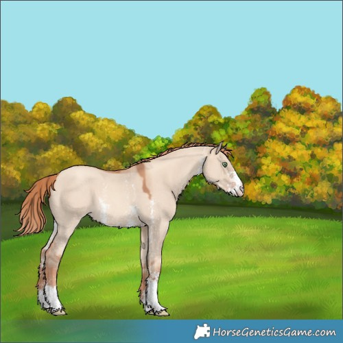 Horse Color:Gold Champagne Dun Sabino 