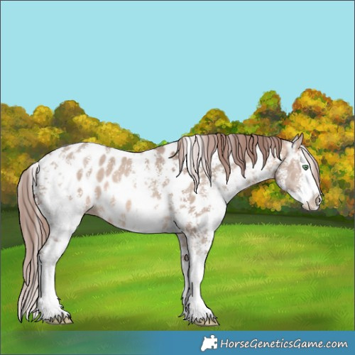 Horse Color:Sable Champagne Dun Sabino Splash Appaloosa 