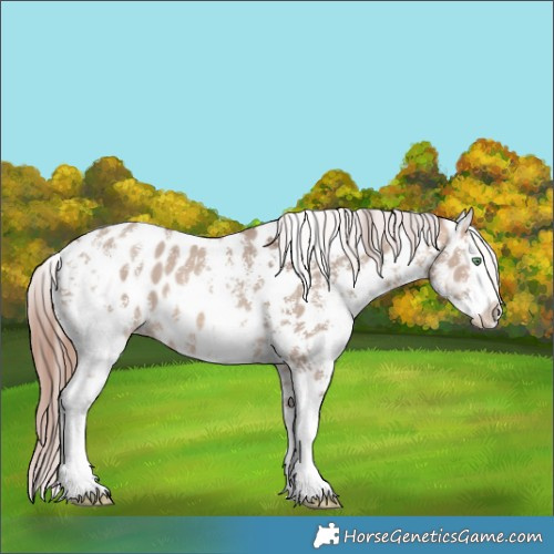 Horse Color:Sable Champagne Dun Sabino Splash Near Leopard 