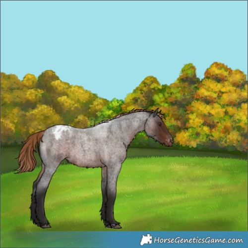 Horse Color:Liver Red Roan Appaloosa 