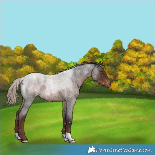 Horse Color:Liver Red Roan Appaloosa 