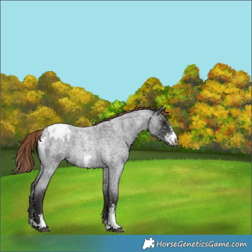 Horse Color:Liver Red Roan Sabino Snowflake Varnish 