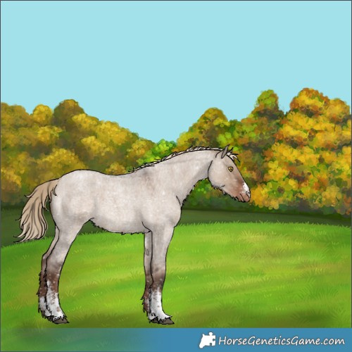 Horse Color:Liver Red Dun Roan Sabino Appaloosa 