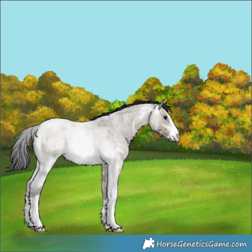 Horse Color:Brown Roan Dun Sabino Appaloosa Rabicano 