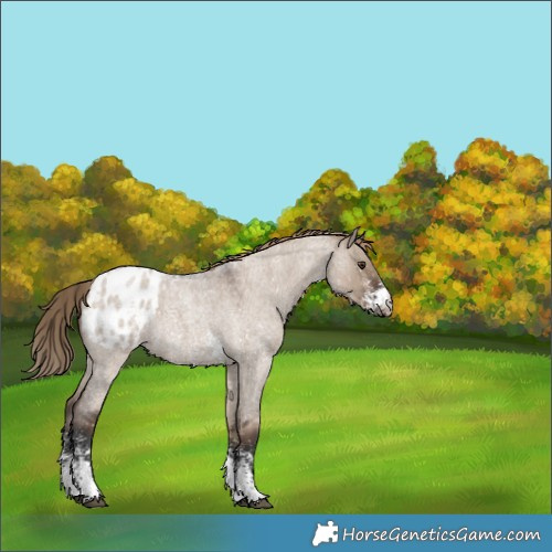 Horse Color:Liver Red Dun Roan Sabino Snowflake Varnish Rabicano 