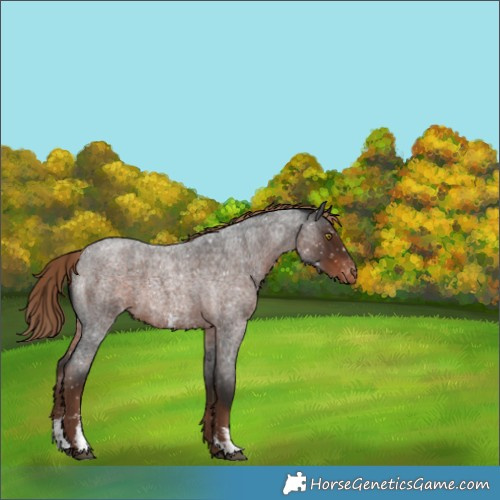 Horse Color:Liver Red Roan Sabino Appaloosa 