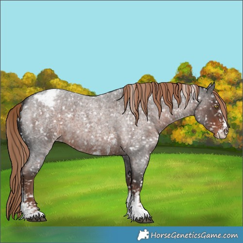 Horse Color:Liver Red Roan Sabino Appaloosa 
