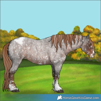 Horse Color:Liver Red Roan Sabino Snowflake Varnish