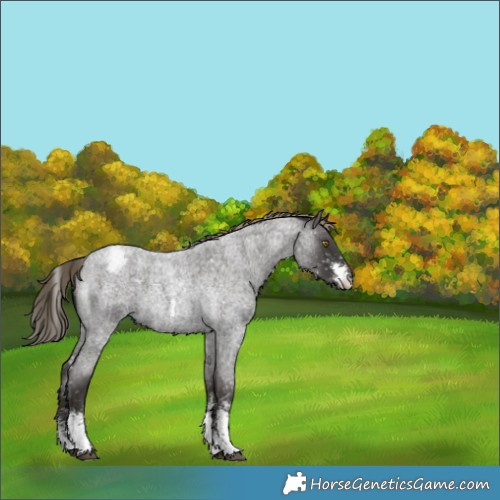 Horse Color:Liver Red Roan Sabino Snowflake VarnishRabicano 