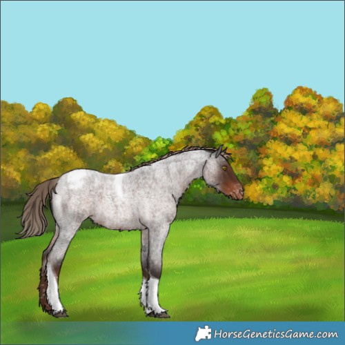 Horse Color:Liver Red Roan Tobiano Appaloosa 