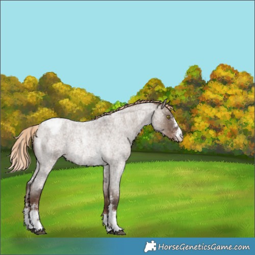 Horse Color:Liver Red Dun Roan Sabino Appaloosa 