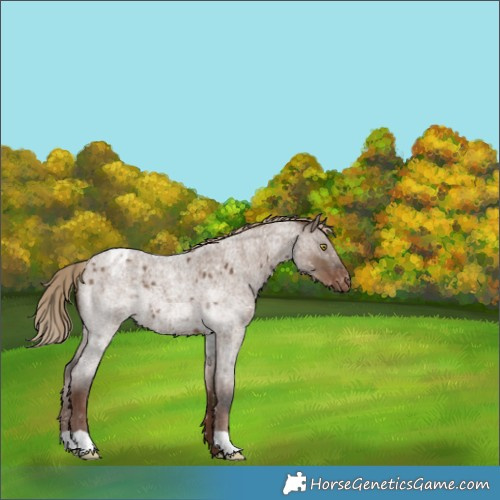 Horse Color:Liver Red Dun Roan Appaloosa 