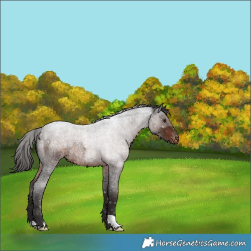Horse Color:Liver Red Roan Appaloosa 