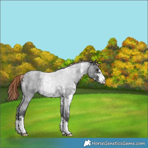 Horse Color:Liver Red Roan Sabino Appaloosa 