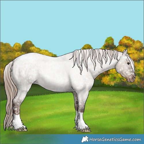 Horse Color:Liver Red Dun Roan Appaloosa