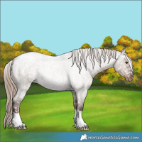 Horse Color:Liver Red Dun Roan Appaloosa 