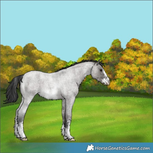 Horse Color:Grullo Roan Sabino Snowflake Varnish 