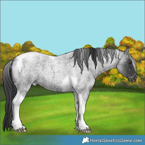 Horse Color:Blue Roan Tobiano Appaloosa 