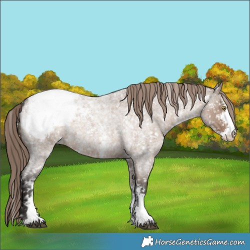 Horse Color:Liver Red Dun Roan Sabino Snowcap 