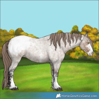 Horse Color:Liver Red Dun Roan Sabino Snowcap