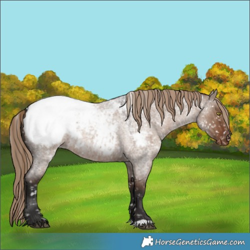 Horse Color:Liver Red Dun Roan Snowcap 