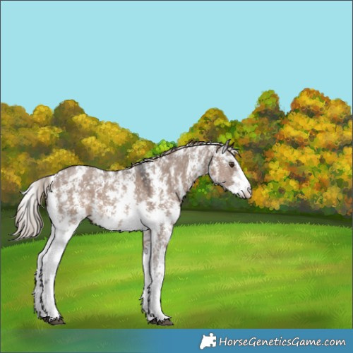 Horse Color:Liver Red Dun Sabino Appaloosa 