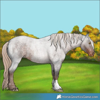 Horse Color:Liver Red Roan Appaloosa 