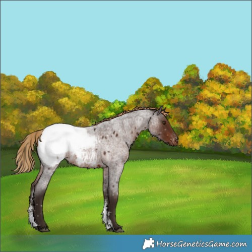 Horse Color:Liver Red Roan Sabino Snowcap Rabicano 