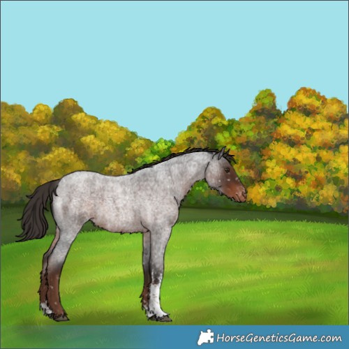 Horse Color:Liver Red Roan Sabino Appaloosa 